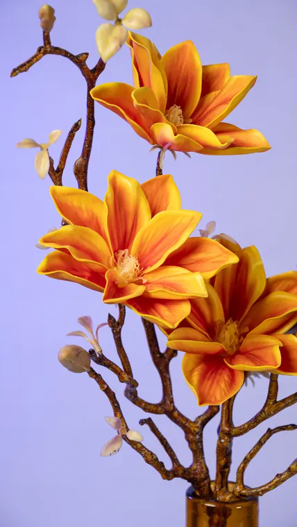 Tropical — Home & furniture photo shoot
